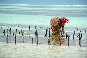 Zanzibar Spice | Zanzibar Spice Tour | Zanzibar Spice Farm Tour | Zanzibar Spice Island | Zanzibar Spice Farm | 2023 | 2024 | 2025 | Kizza Adventures